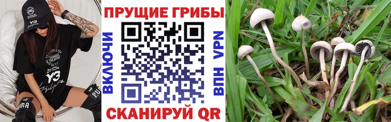 KRAKEN маркетплейс  Йошкар-Ола  Псилоцибиновые грибы Psilocybe 